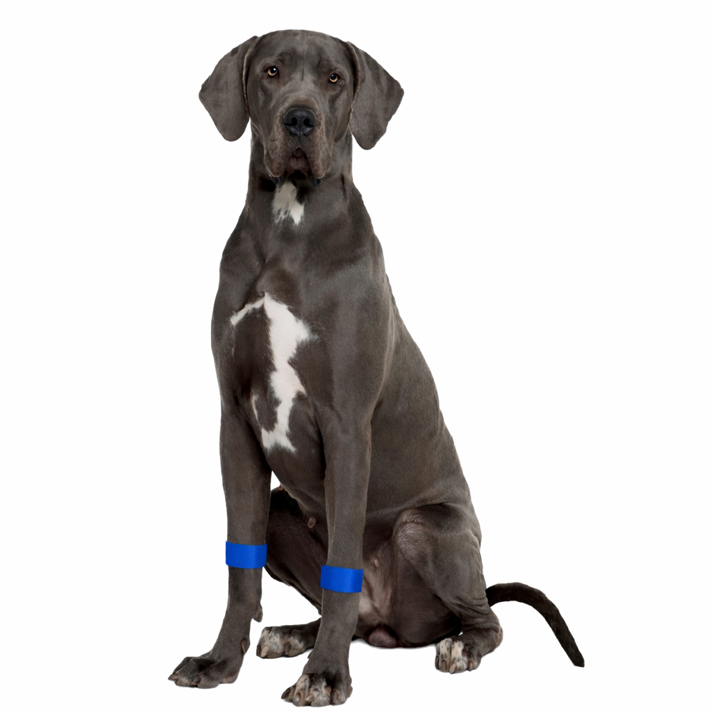 Dog Calming Band – Travel and Anxiety Support – Slip On Ease