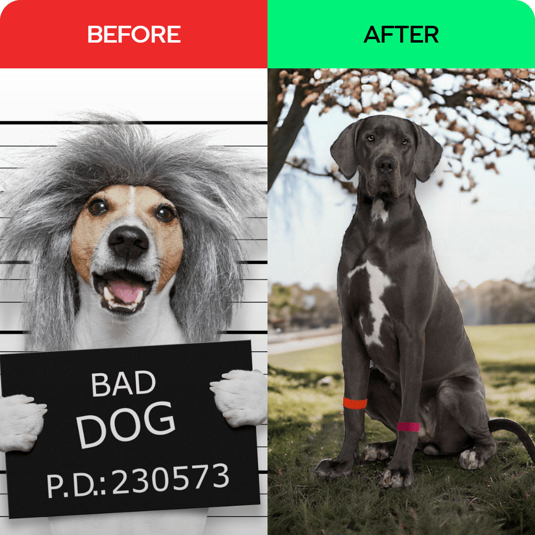 Acupressure dog relaxant – Dog Anxiety Band – Calming and Stress Relief – Slip On Pet Wellness by AcuBracelet