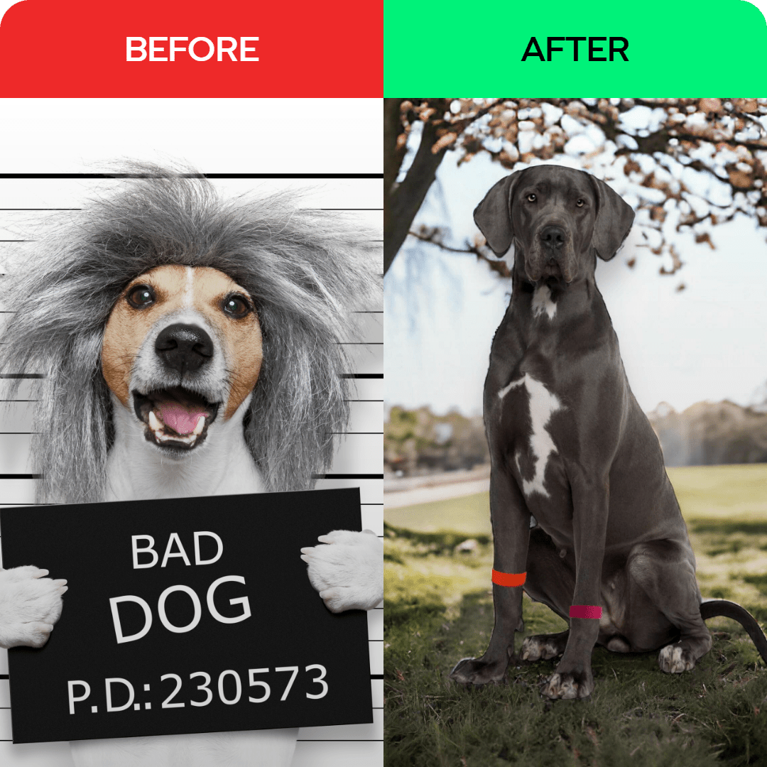 Acupressure dog relaxant – Dog Anxiety Band – Calming and Stress Relief – Slip On Pet Wellness by AcuBracelet