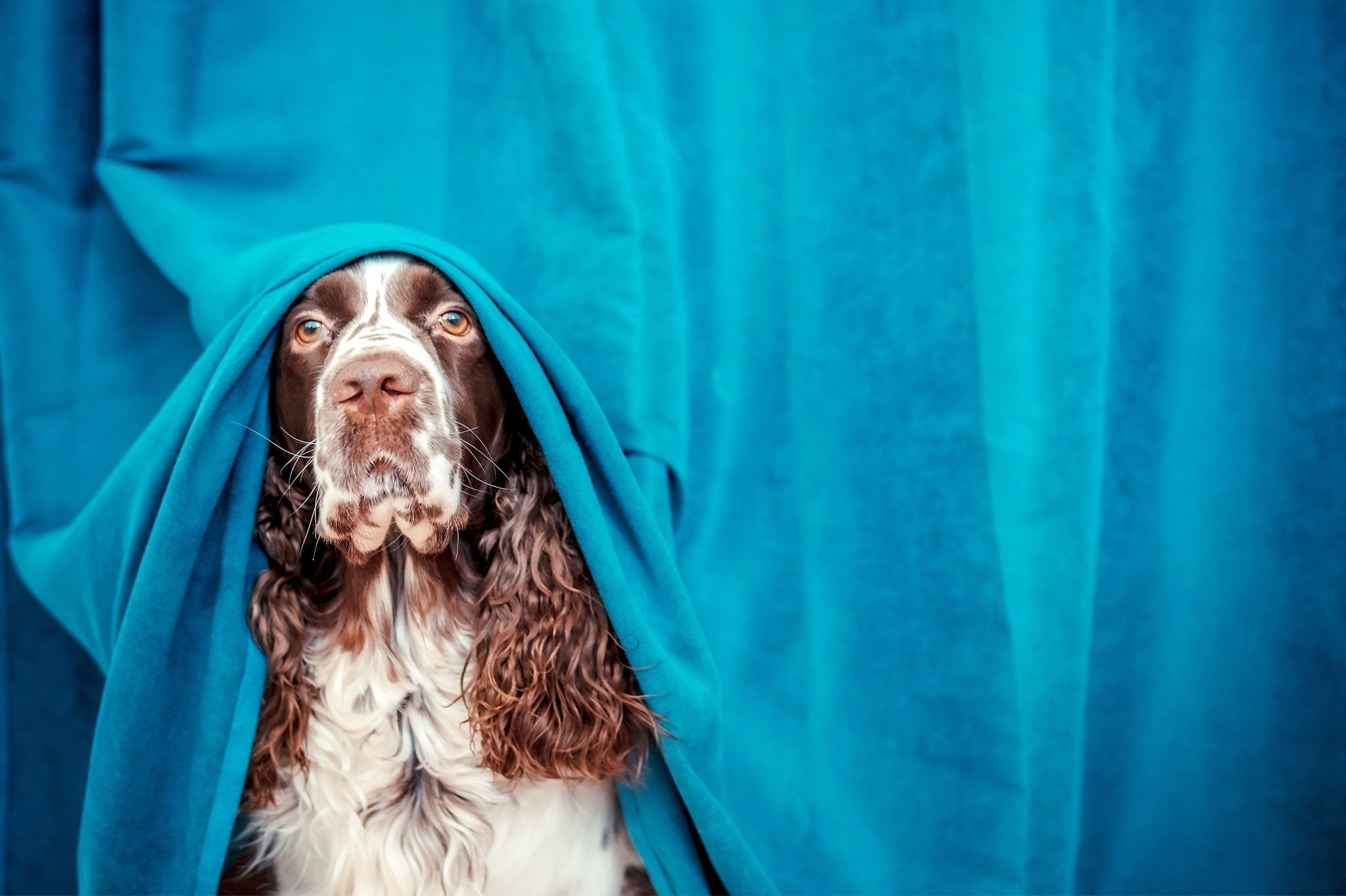 Nausea and Anxiety Relief for your Dog with Acupressure