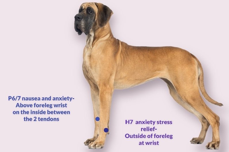 Nausea and Anxiety Relief for your Dog with Acupressure - Acupressure Bracelets
