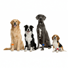 acupressure band for dog anxiety relief