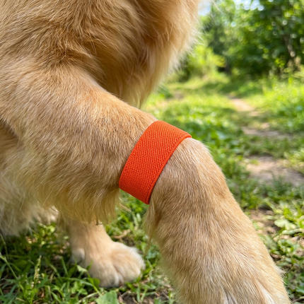 AcuBracelet dog anxiety band, slip-on calming and travel support remedy for pet relaxation and stress relief.