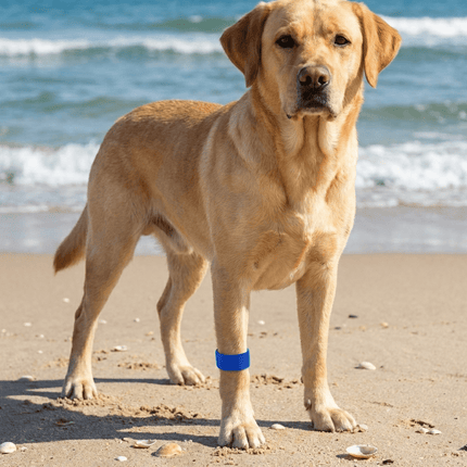 A blue AcuBracelet dog relaxant band for calming and stress support, slip-on pet wellness accessory for dogs.