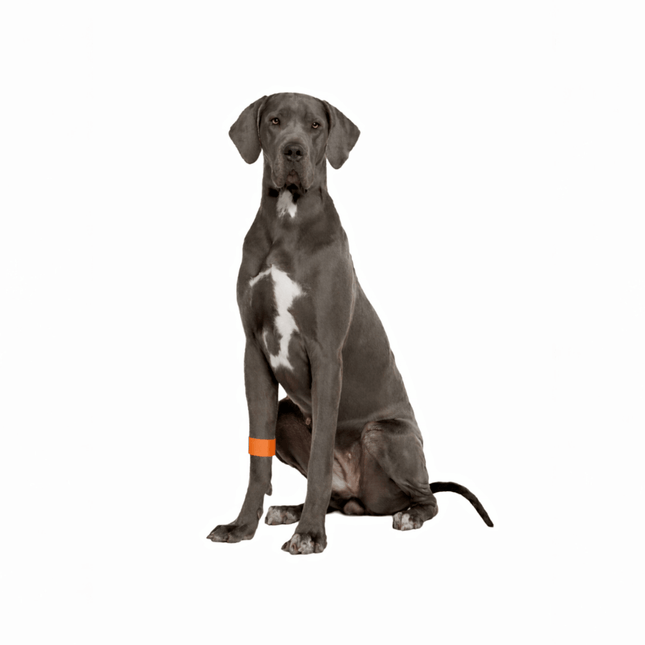 Dog Calming Band - Travel & Anxiety Support - Slip On Ease