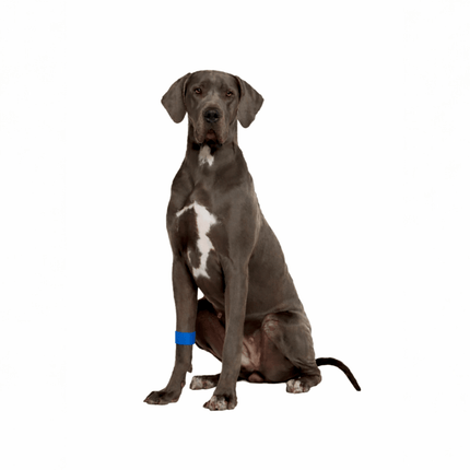 AcuBracelet dog calming band slip-on relaxant for travel and anxiety support on a dog’s neck, lightweight and easy to wear.