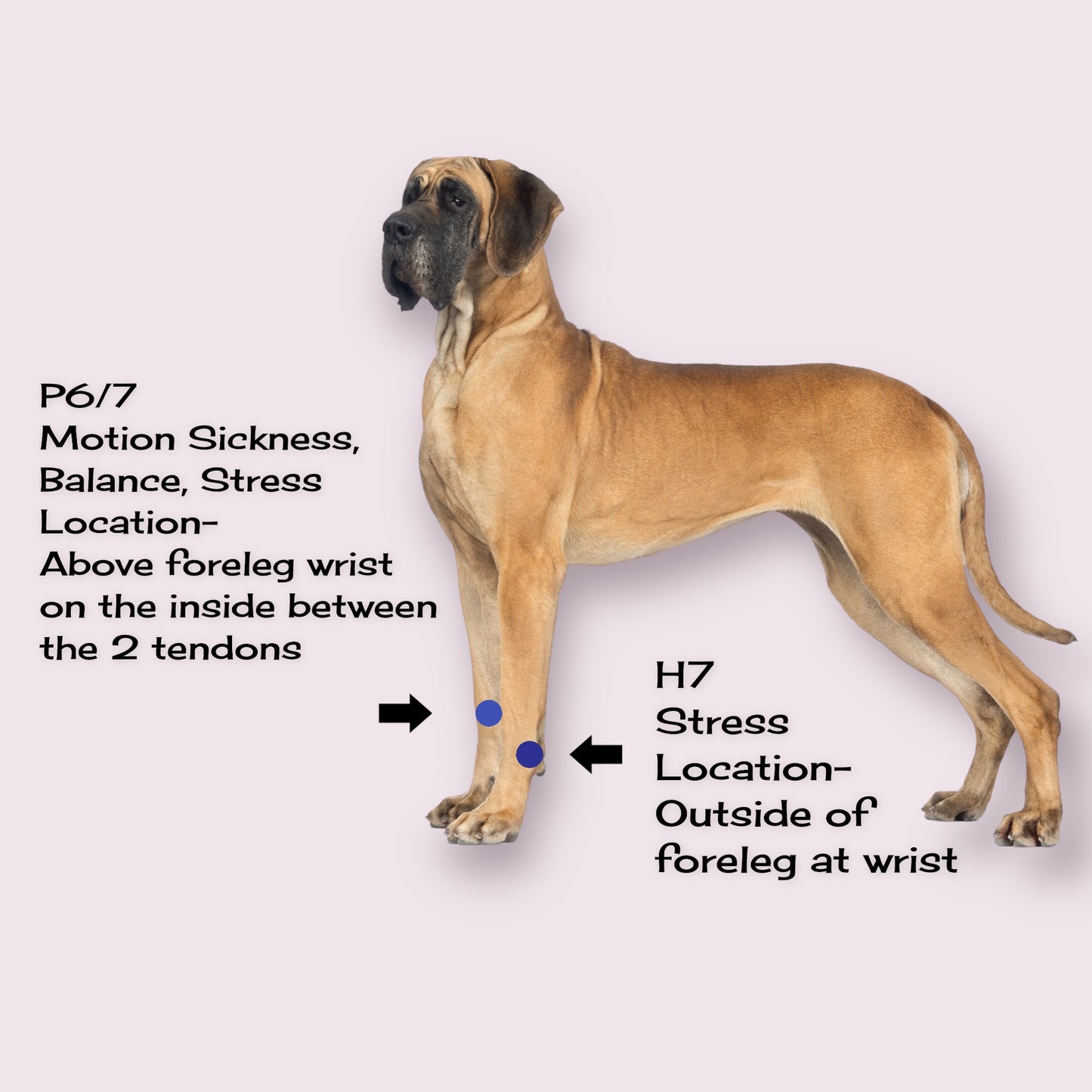 Acupressure dog relaxant – Dog Anxiety Band – Calming and Stress Relief – Slip On Pet Wellness by AcuBracelet