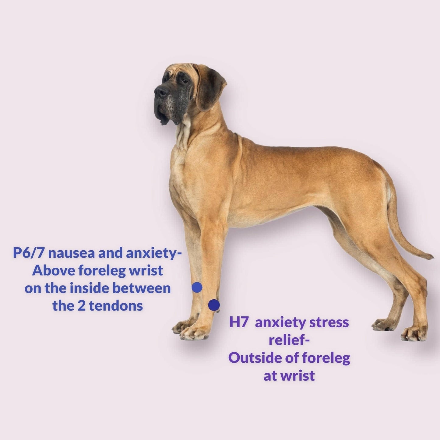 Natural Calming & Motion Comfort Band for Dogs - Stress and Anxiety Relief - Easy to Use