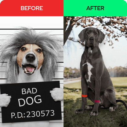 Acupressure dog relaxant – Dog Anxiety Band – Calming and Stress Relief – Slip On Pet Wellness by AcuBracelet