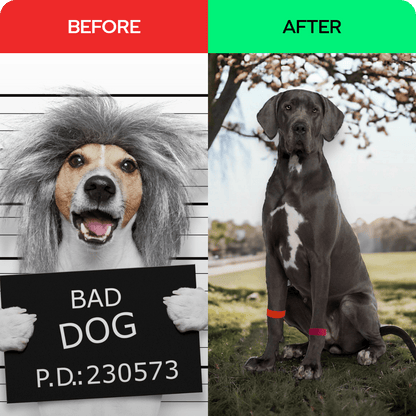 Acupressure dog relaxant – Dog Anxiety Band – Calming and Stress Relief – Slip On Pet Wellness by AcuBracelet