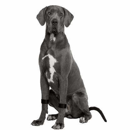 Dog Calming Band - Travel & Anxiety Support - Slip On Ease