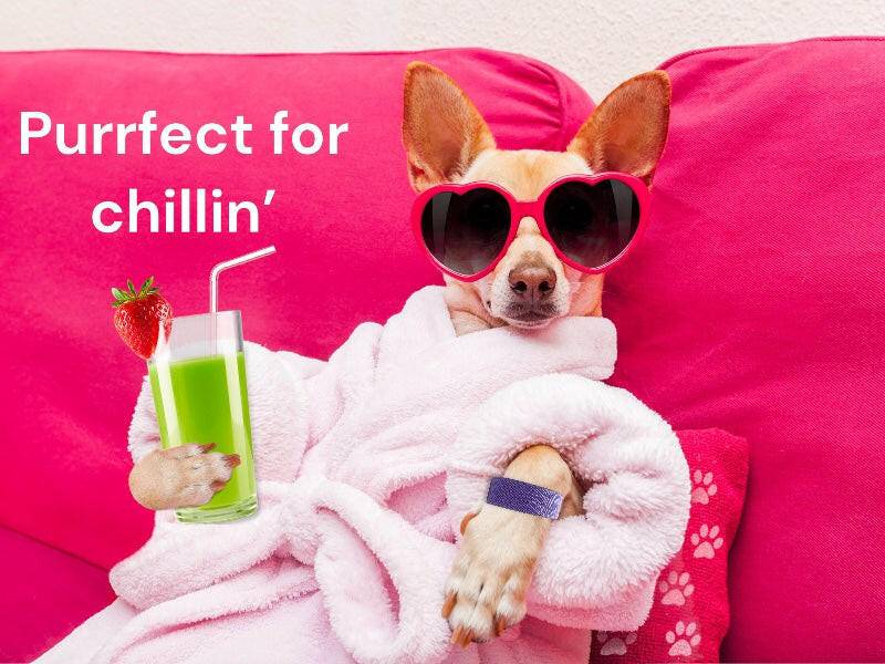 Acupressure dog relaxant – Dog Calming Band – Travel and Anxiety Support – Slip On Ease by AcuBracelet