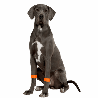 Dog Calming Band - Travel & Anxiety Support - Slip On Ease