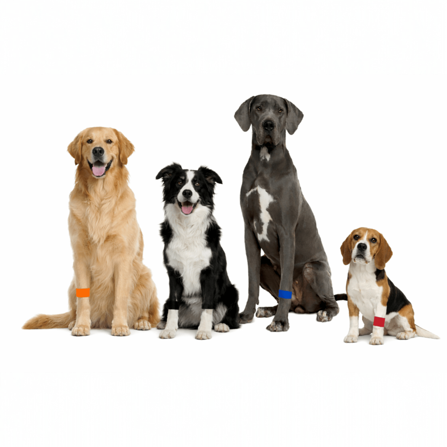 Dog Calming Band – Travel and Anxiety Support – Slip On Ease