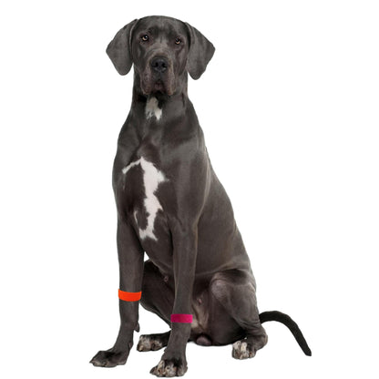 Comfort Band for Dogs providing natural calming with acupressure technology