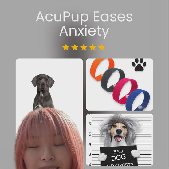 dog anxiety relief acupup band information video
