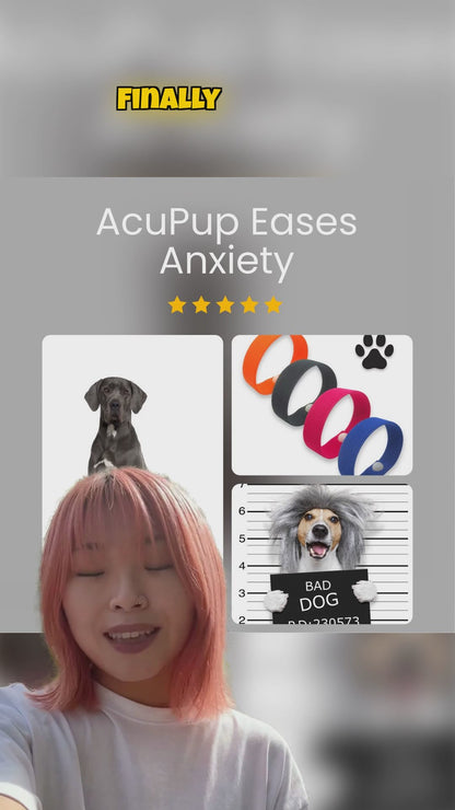 dog anxiety relief acupup band information video
