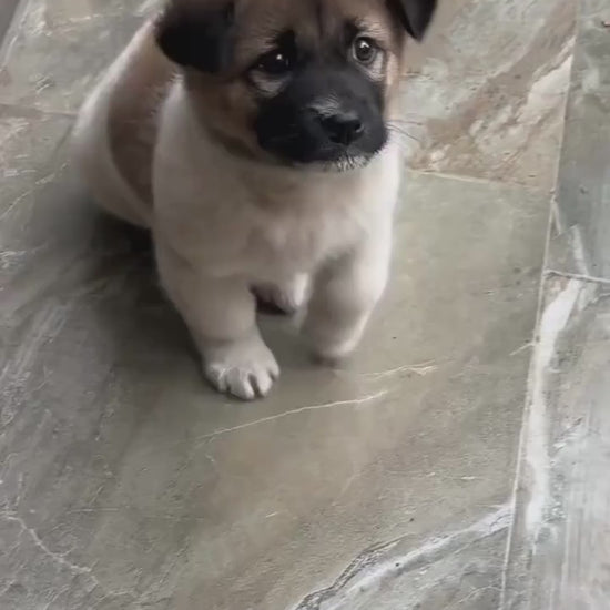 dog anxiety relief acupressure band information video