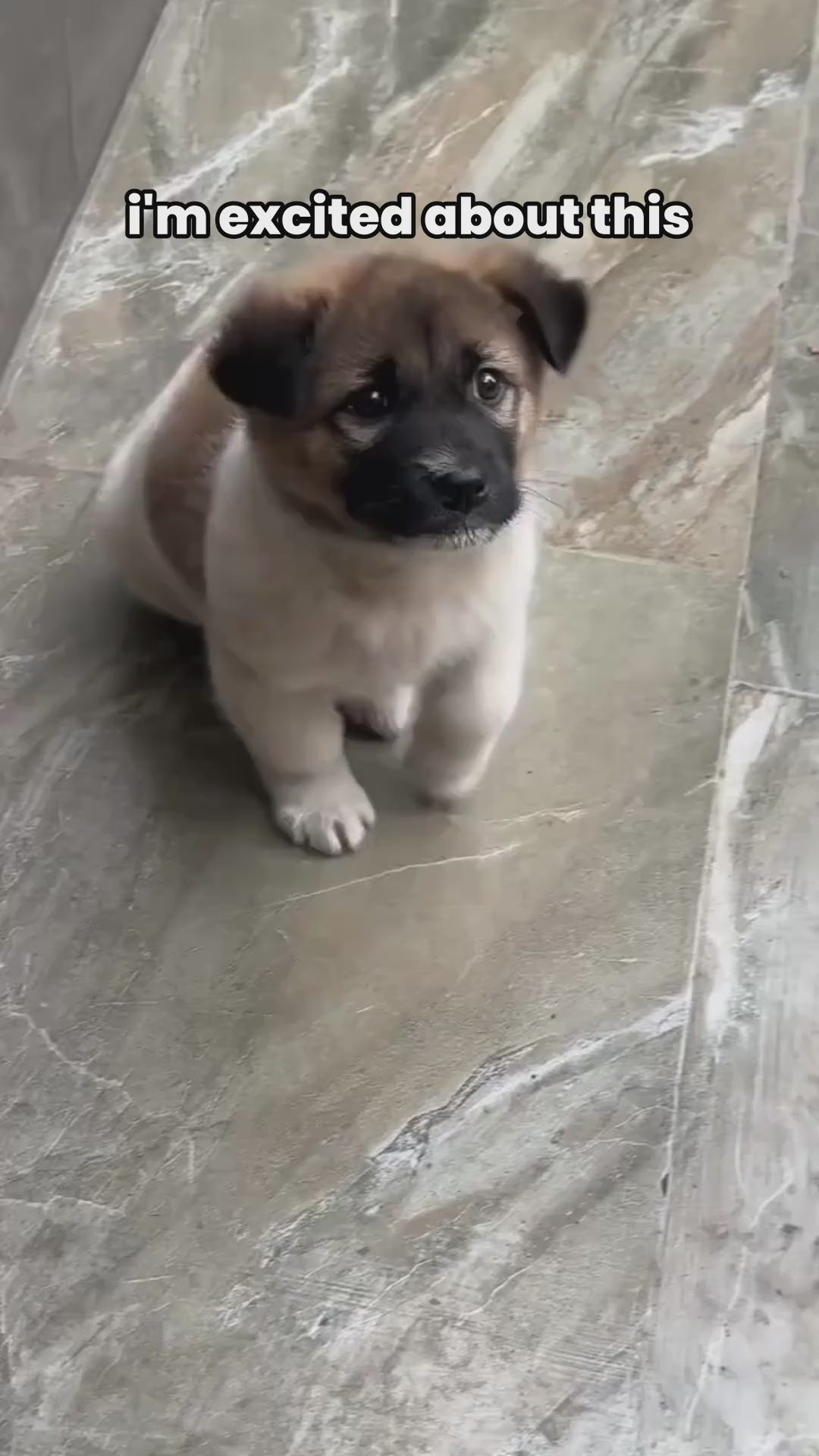 dog anxiety relief acupressure band information video